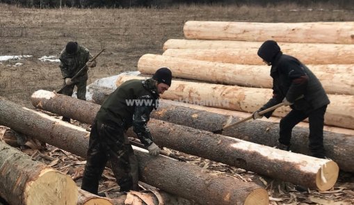 Бани из осины