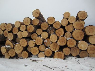 Зимний лес из качественной древесины